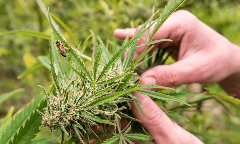 Indian Hemp