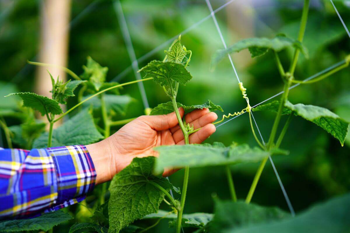 MEXICAN RAINFOR- ESTS– HOME TO THE NEWLY DISCOVERED ANTIBIOTIC IN SOIL