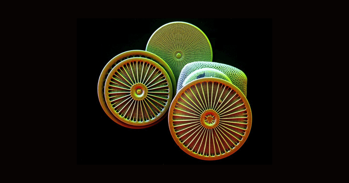 Diatoms as food and feed supplements promoting several health benefits