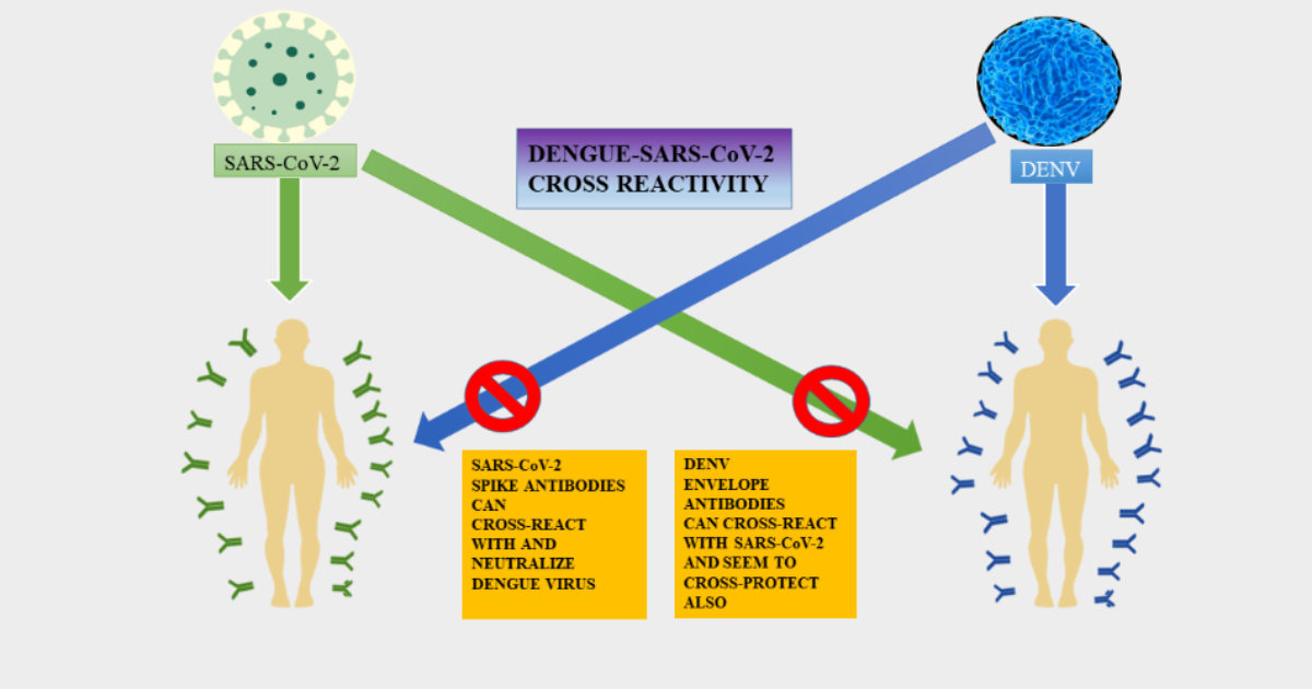 Researchers find cross-reactivity of SARS-CoV-2 with other pathogens