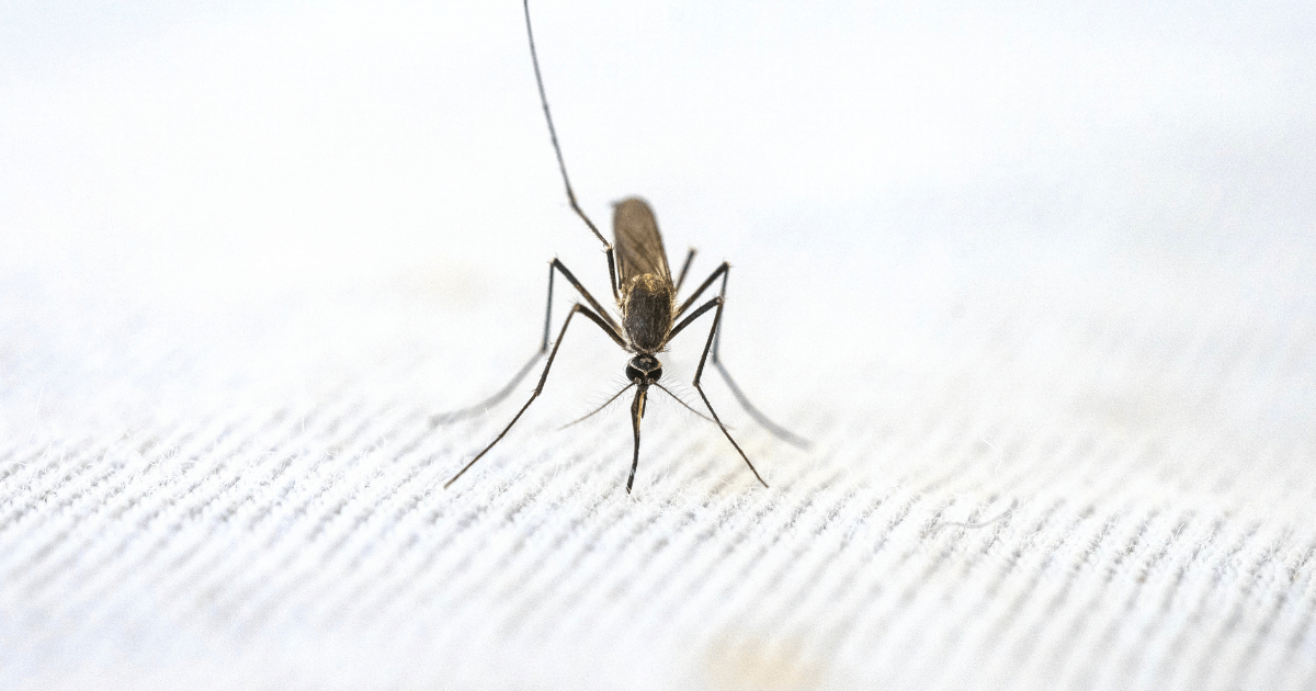 World Malaria Day Malaria will soon become a notifiable disease across India, says report