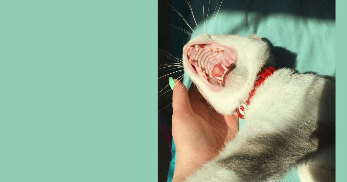 Dentist’s role in managing sleep apnea What you need to know
