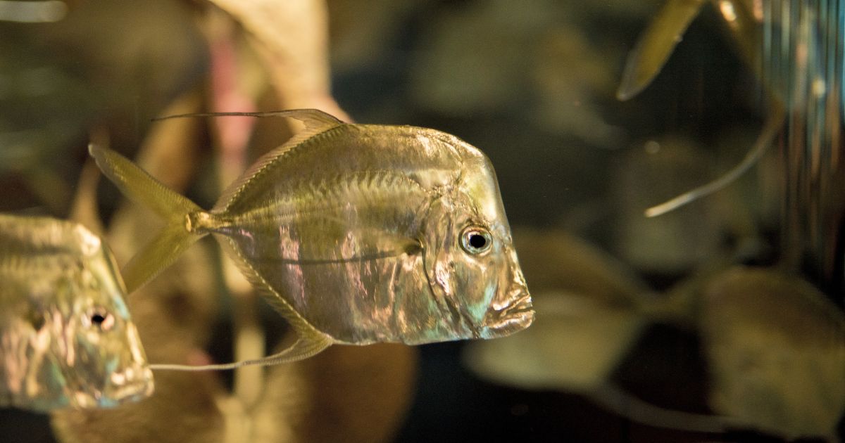 Fish-based bioresources for medicine featured image