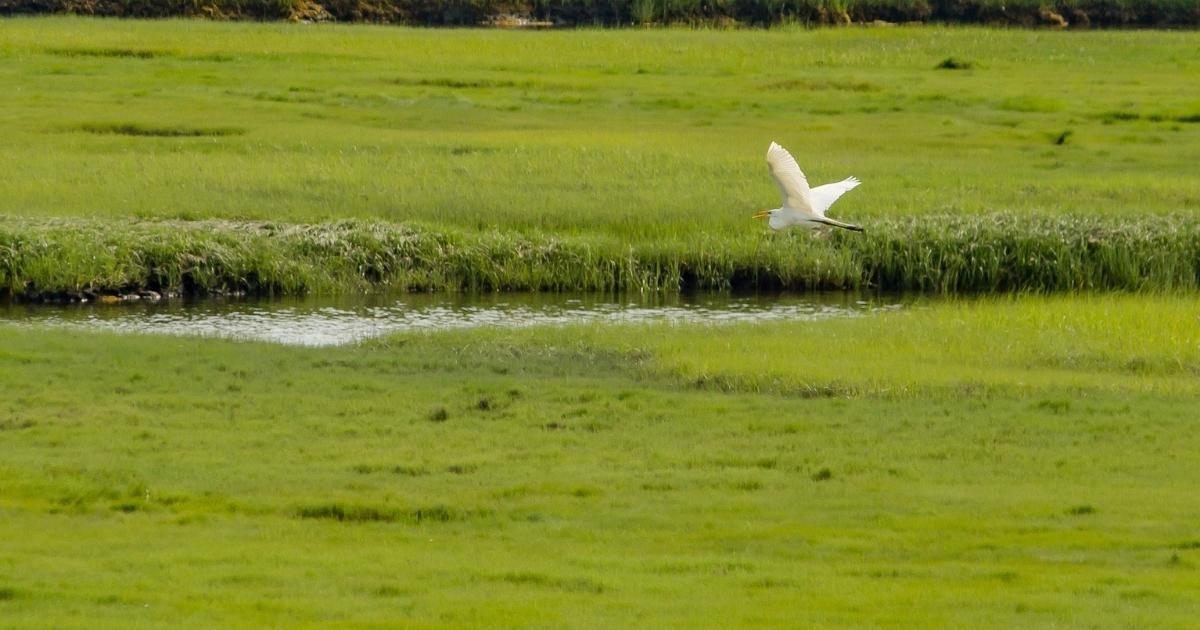 Wetlands, Human Health and Sustainable Development: Indian Scenario